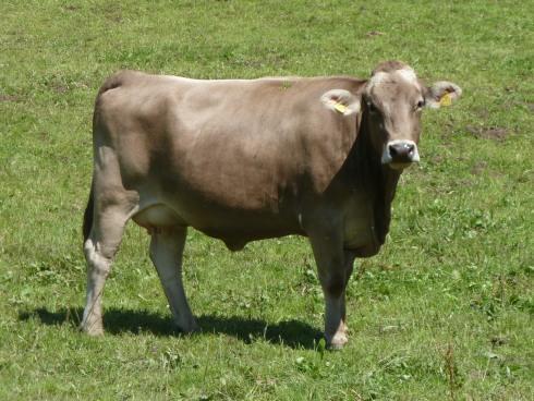 Brown Swiss cattle for sale